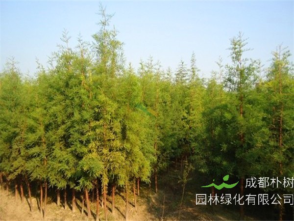 池杉跟水杉有什么区别？