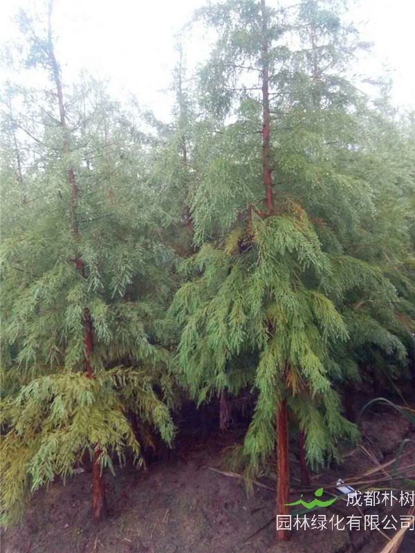 池杉是什么样的？