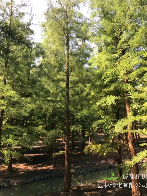 池杉适合什么时候种植？