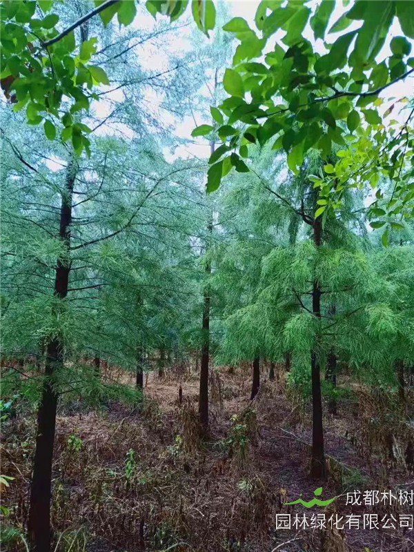 池杉有哪些品种？池杉和落羽杉有哪些作用？