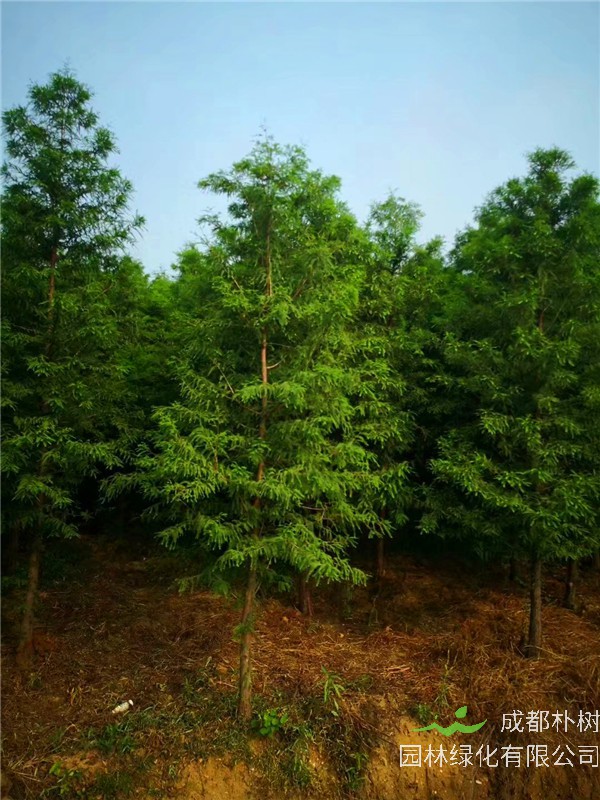 池杉为什么耐湿？池杉和水杉哪个容易种？