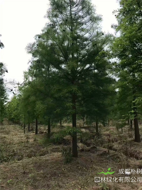 池杉适应什么样的土壤？