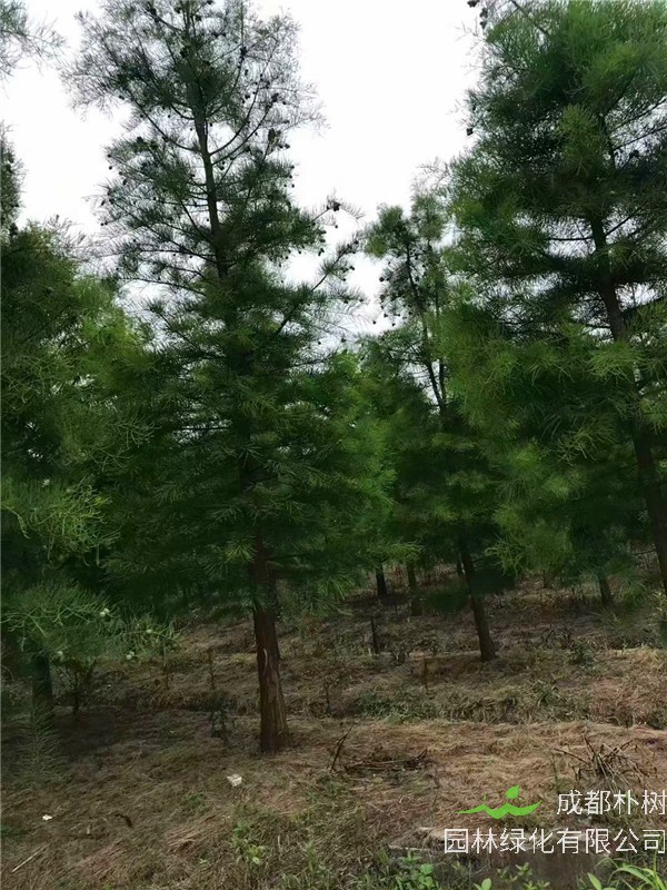 池杉怎么养？池杉如何整枝？