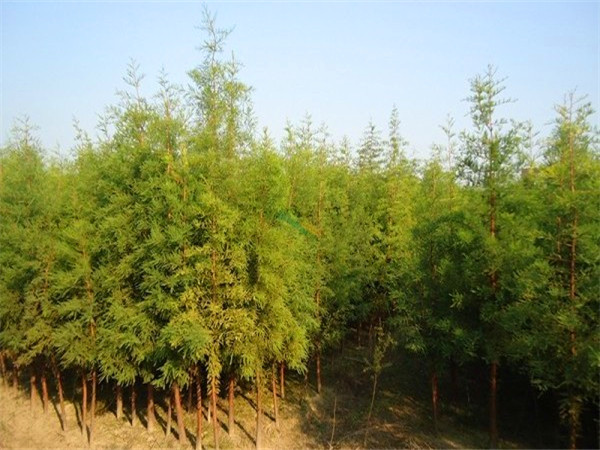 池杉跟水杉有什么区别？