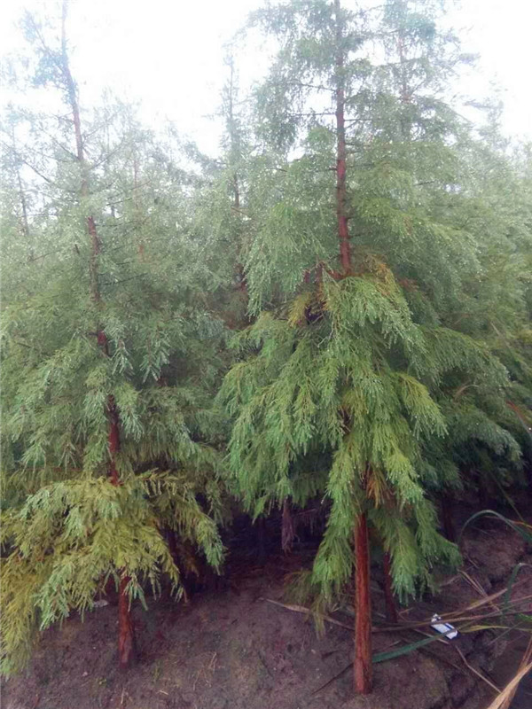 池杉是什么样的？