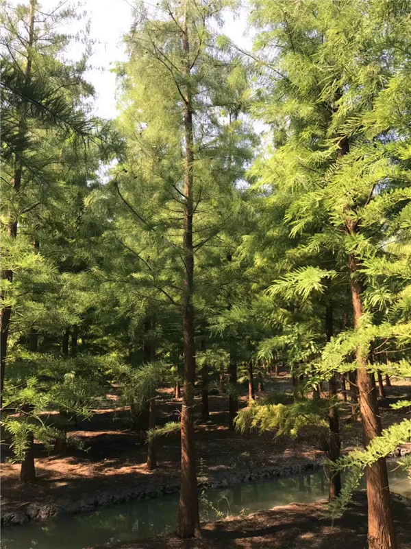 池杉适合什么时候种植？