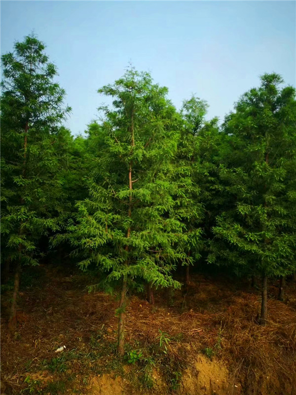 池杉为什么耐湿？池杉和水杉哪个容易种？