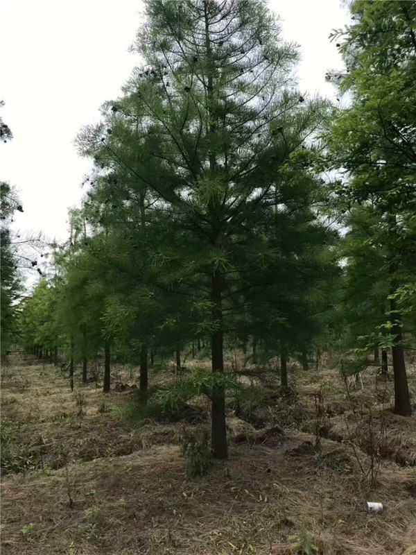 池杉适应什么样的土壤？