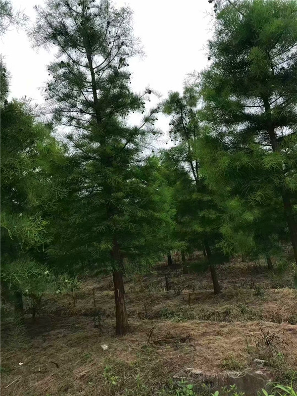 池杉怎么养？池杉如何整枝？