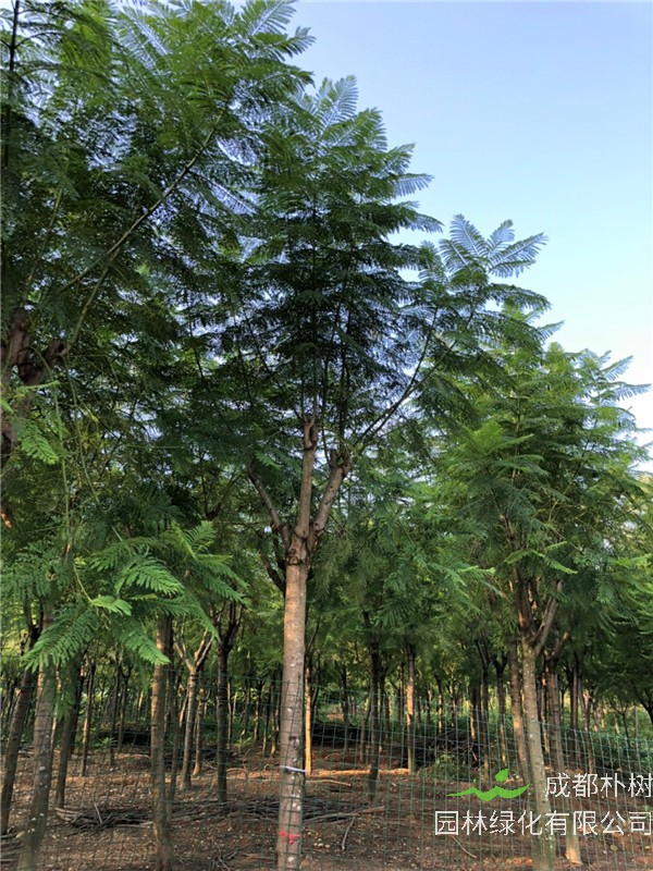 蓝花楹什么时候开花？蓝花楹有什么特点？