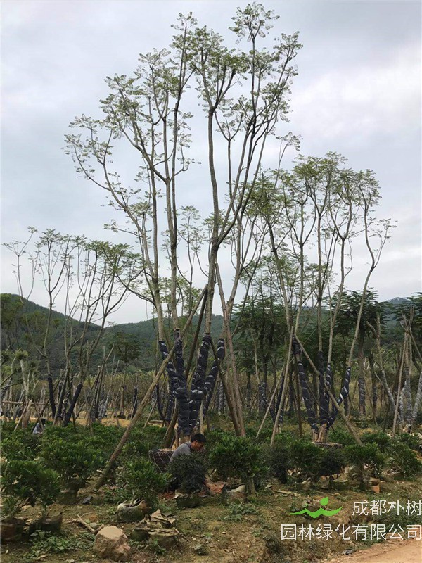 蓝花楹有哪些病虫害？蓝花楹如何修剪？