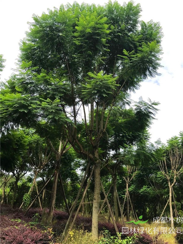 蓝花楹花期如何管理？蓝花楹如何制作盆景？