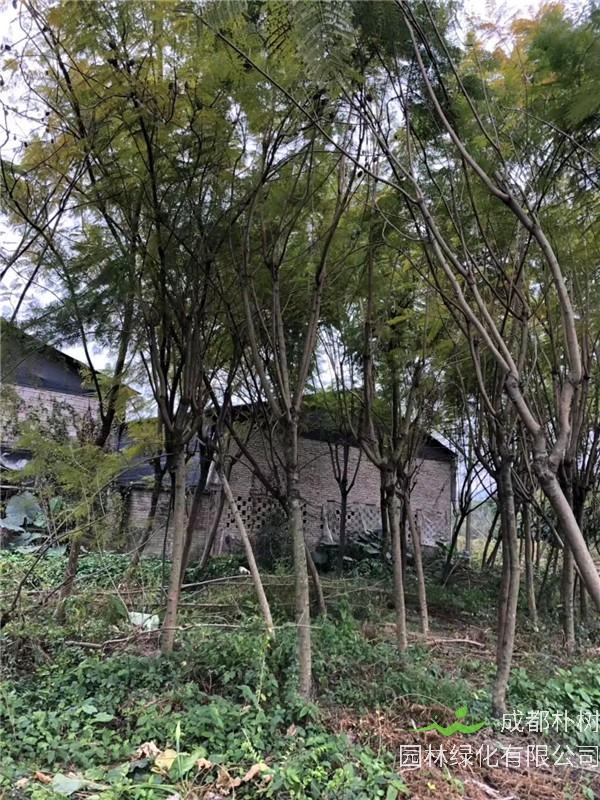 如何区分蓝花楹和合欢花？如何区分蓝花楹与凤凰木？