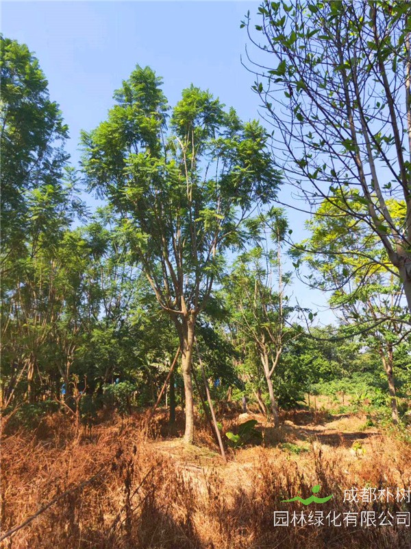 蓝花楹怎么育苗？蓝花楹怎么浇水？