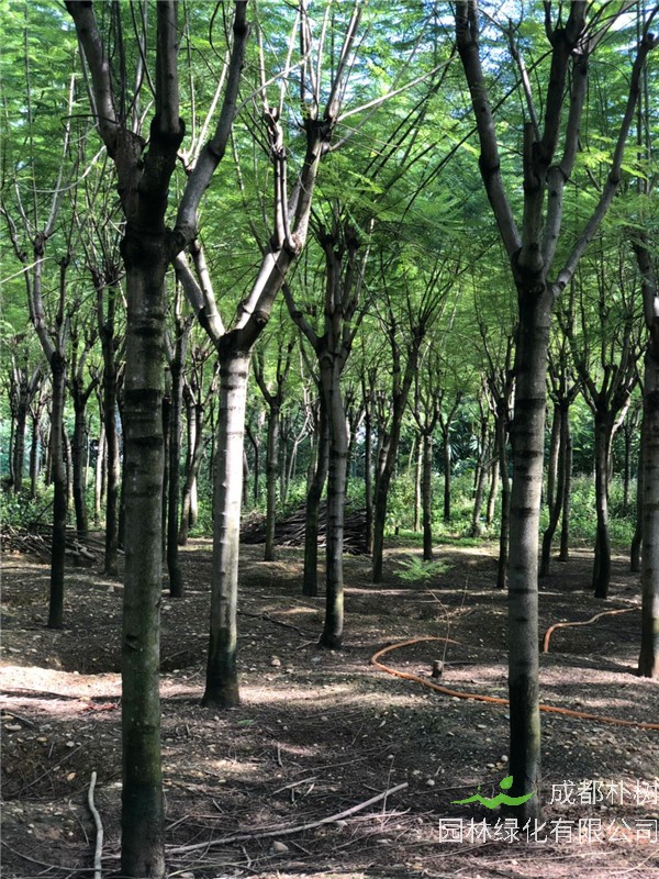 蓝花楹如何嫁接？