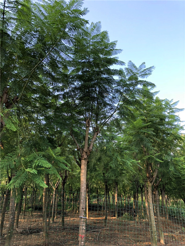 蓝花楹什么时候开花？蓝花楹有什么特点？