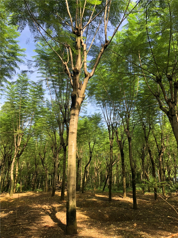 蓝花楹属于什么植物？蓝花楹有什么价值？