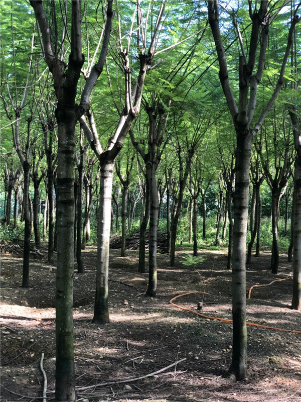 蓝花楹如何嫁接？