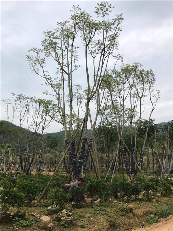 蓝花楹有哪些病虫害？蓝花楹如何修剪？