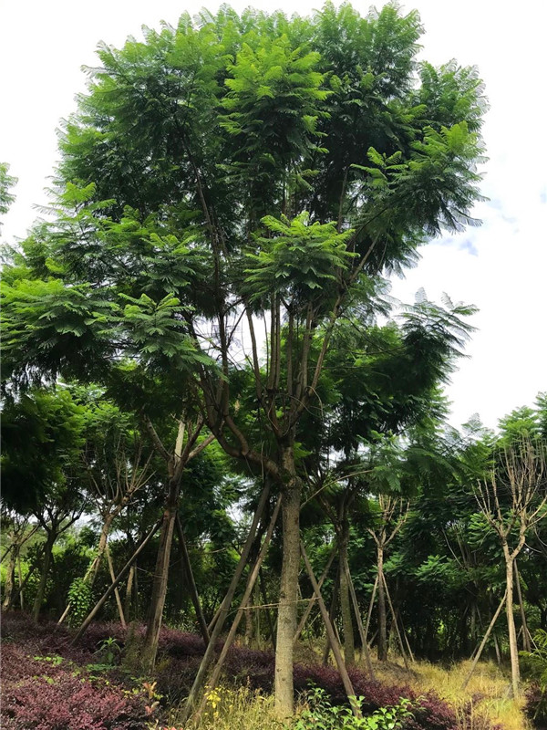 蓝花楹花期如何管理？蓝花楹如何制作盆景？
