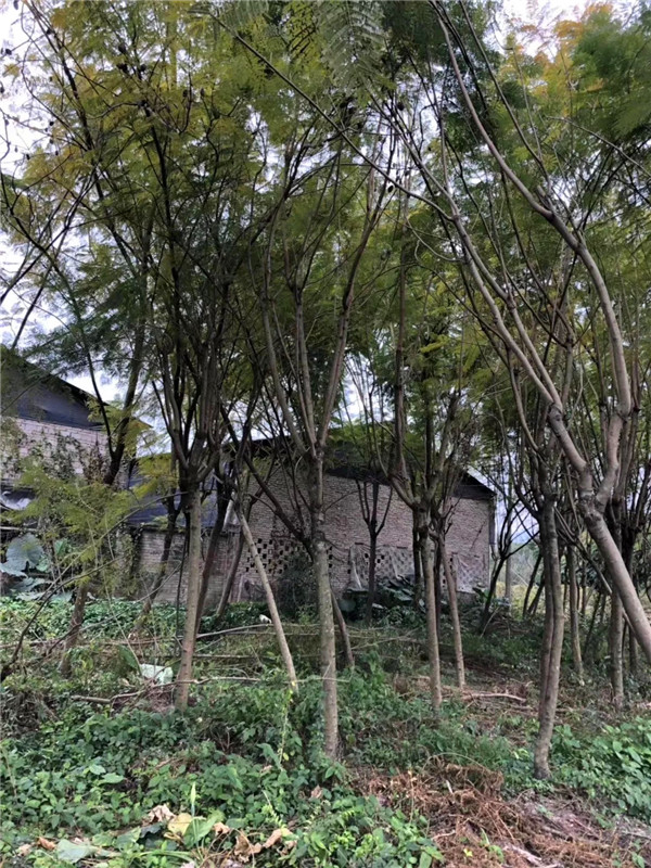 如何区分蓝花楹和合欢花？如何区分蓝花楹与凤凰木？