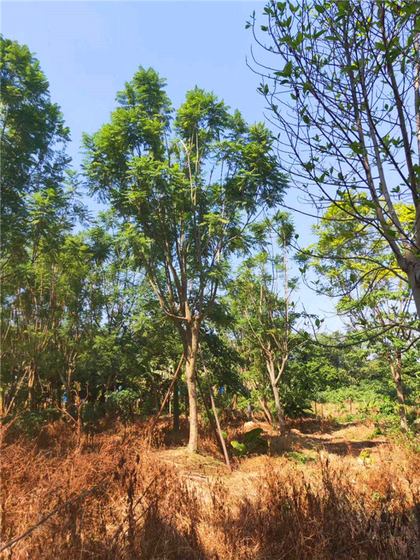 蓝花楹怎么育苗？蓝花楹怎么浇水？