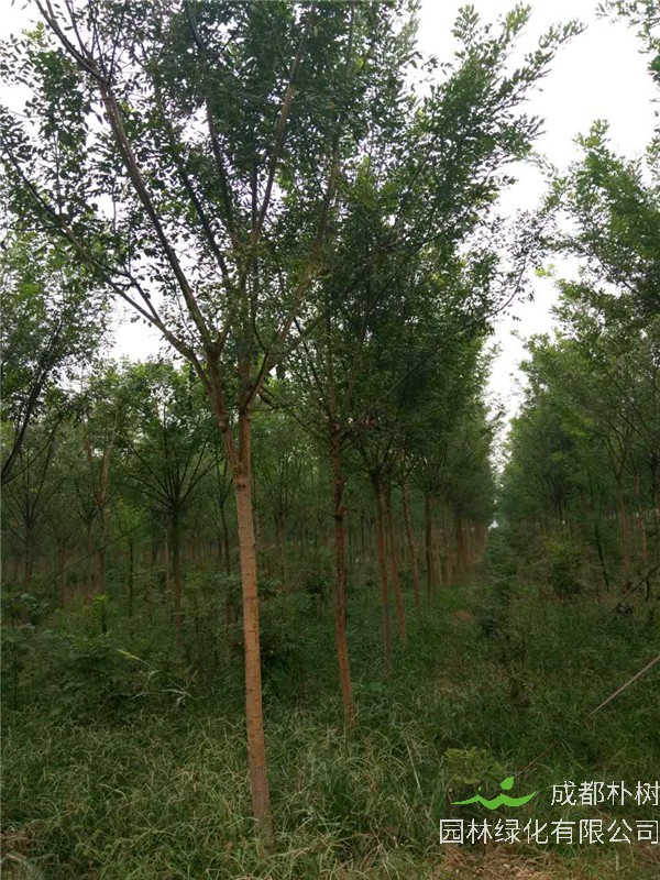 什么是国槐树？国槐什么时候栽？