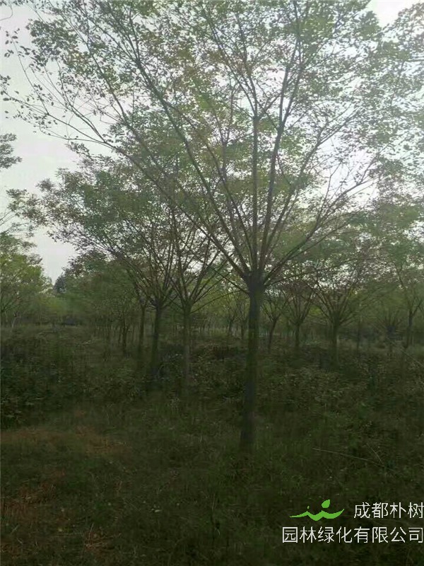 国槐什么时候发芽？国槐用什么化肥好？