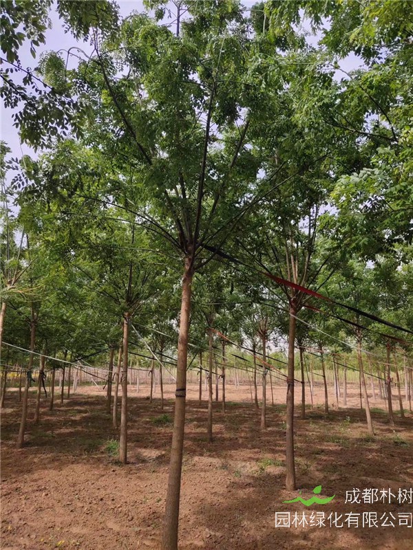 国槐适合在哪里生长？国槐的病害有哪些？