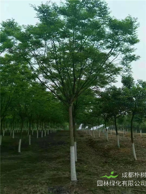 国槐的价值有哪些？