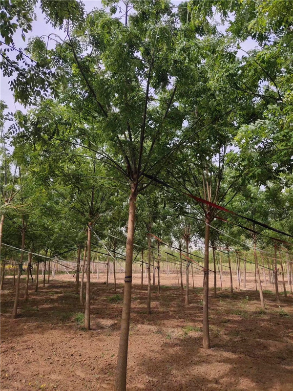 国槐适合在哪里生长？国槐的病害有哪些？