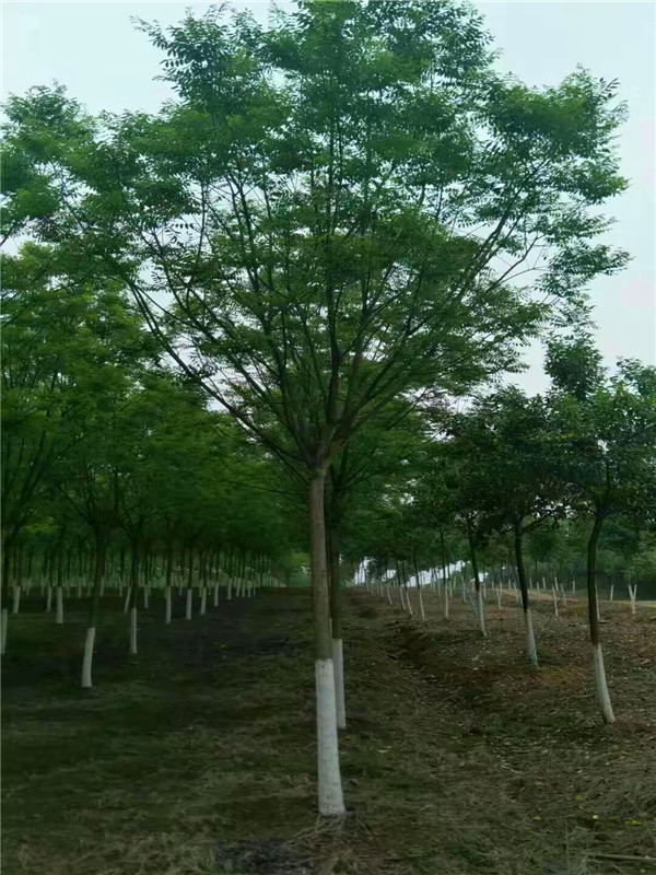 国槐的价值有哪些？