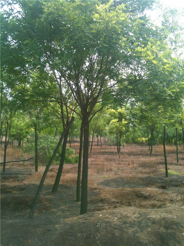 国槐和刺槐有什么区别？国槐常与什么灌木搭配？