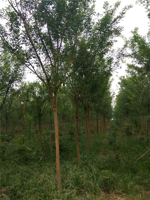 什么是国槐树？国槐什么时候栽？