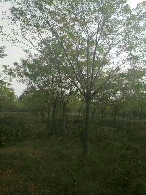 国槐什么时候发芽？国槐用什么化肥好？