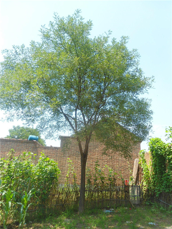 国槐如何修剪？国槐定植后如何管理？