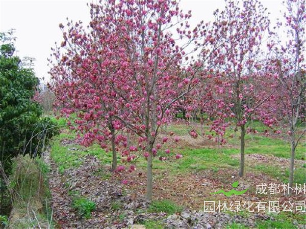 紫玉兰什么时候扦插？紫玉兰什么季节开花？