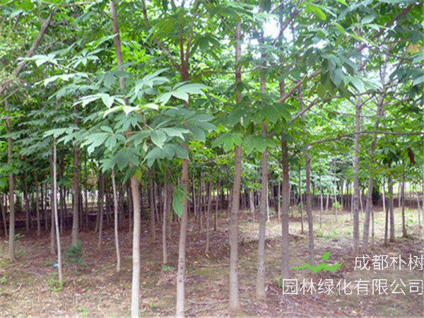 为什么叫七叶树？七叶树怎么修剪？