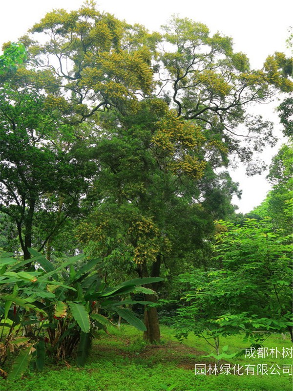 相思树为什么叫相思树？相思树特点是什么？