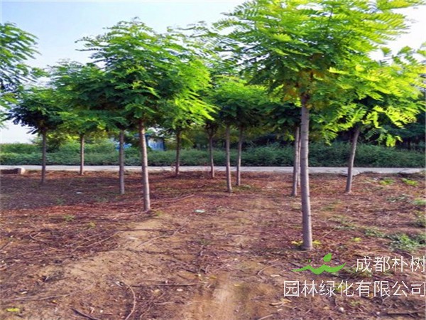 什么是香花槐？香花槐适合栽什么地方？