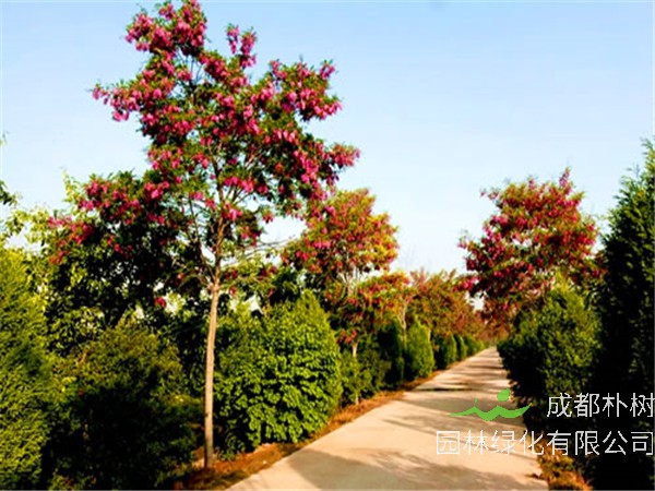 香花槐怎么浇水？香花槐怎么繁殖？