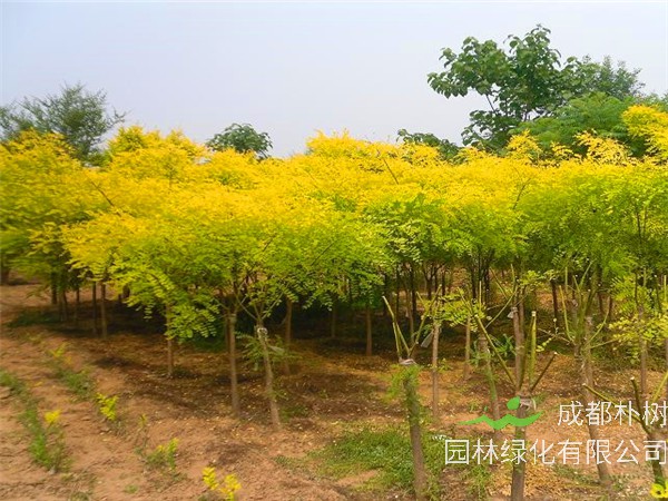 金叶槐是什么科？