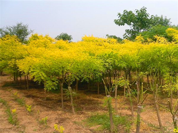 金叶槐是什么科？