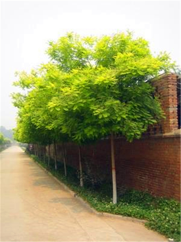 如何区分金枝槐和金叶槐？金叶槐什么时候修剪？