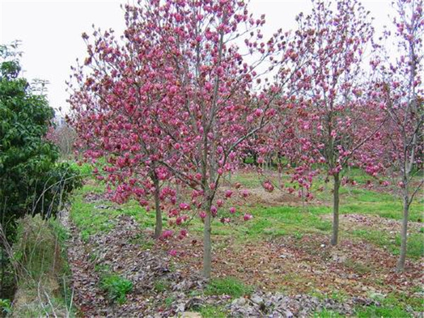 紫玉兰什么时候扦插？紫玉兰什么季节开花？