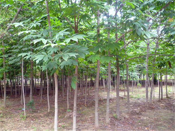 为什么叫七叶树？七叶树怎么修剪？