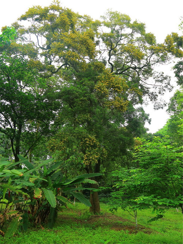 相思树为什么叫相思树？相思树特点是什么？