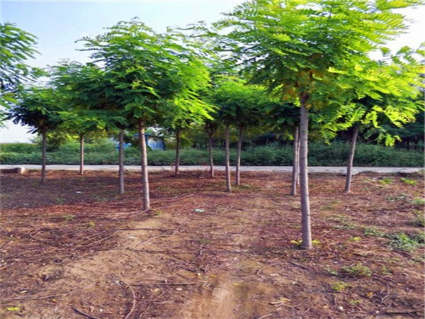 什么是香花槐？香花槐适合栽什么地方？