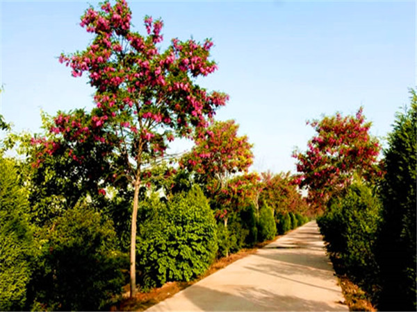 香花槐怎么浇水？香花槐怎么繁殖？