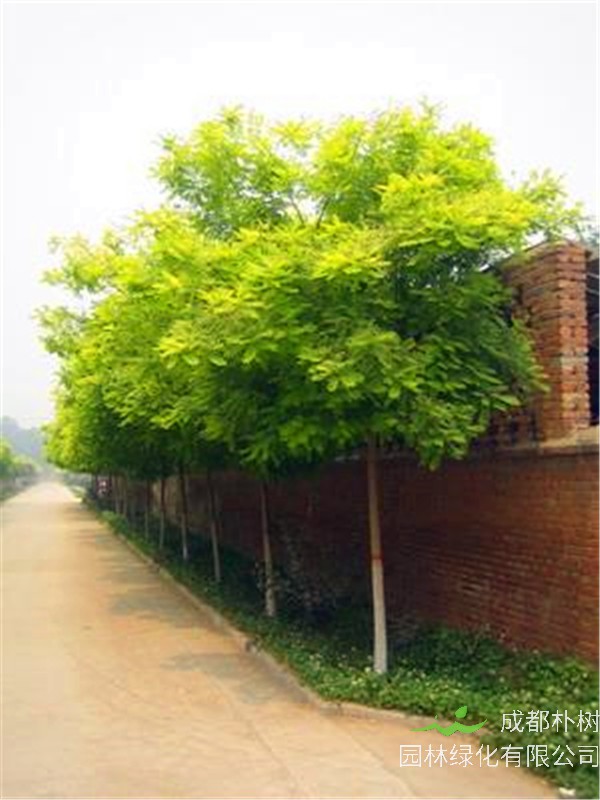 如何区分金枝槐和金叶槐？金叶槐什么时候修剪？